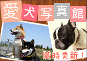 愛犬写真館