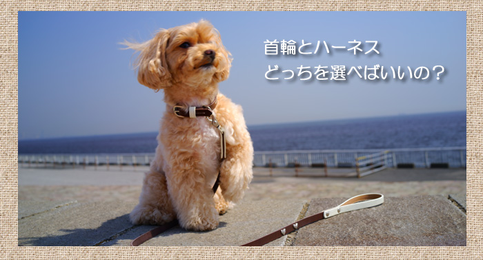 首輪とハーネスどっちがいいの 犬の首輪屋てるべる 本革製のオリジナル犬首輪とリードの通販専門店