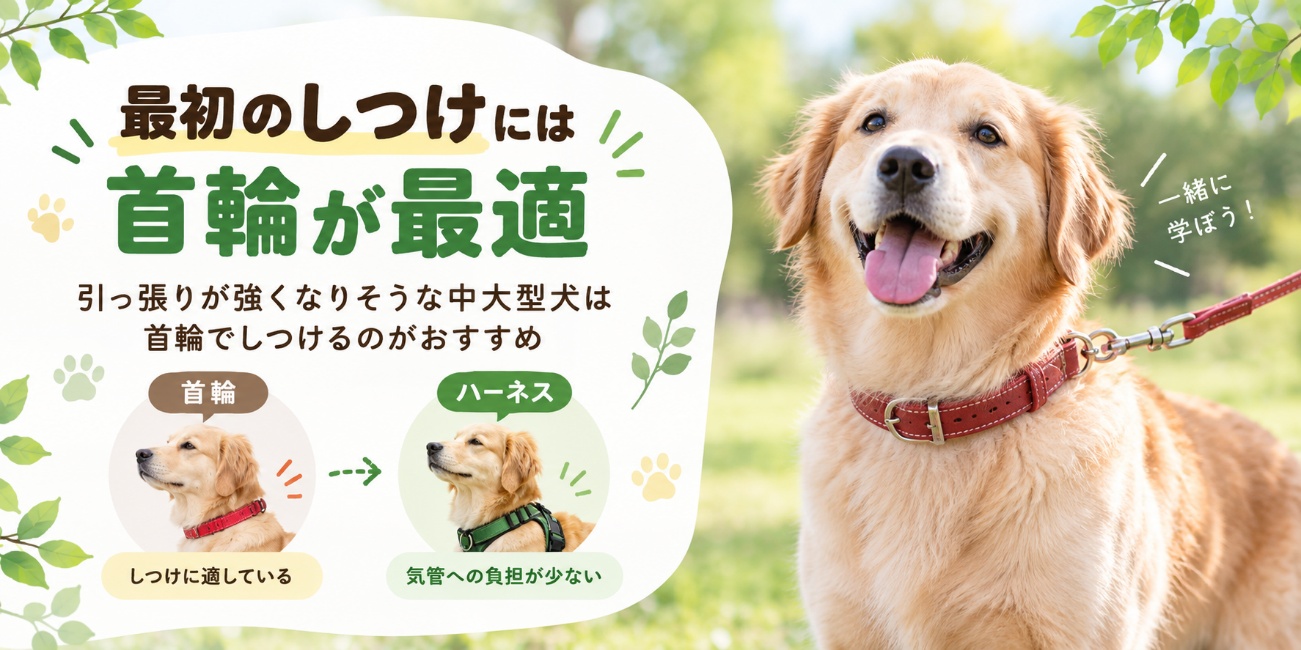 子犬のころから引っ張らずに歩く練習をする際の首輪の使用例