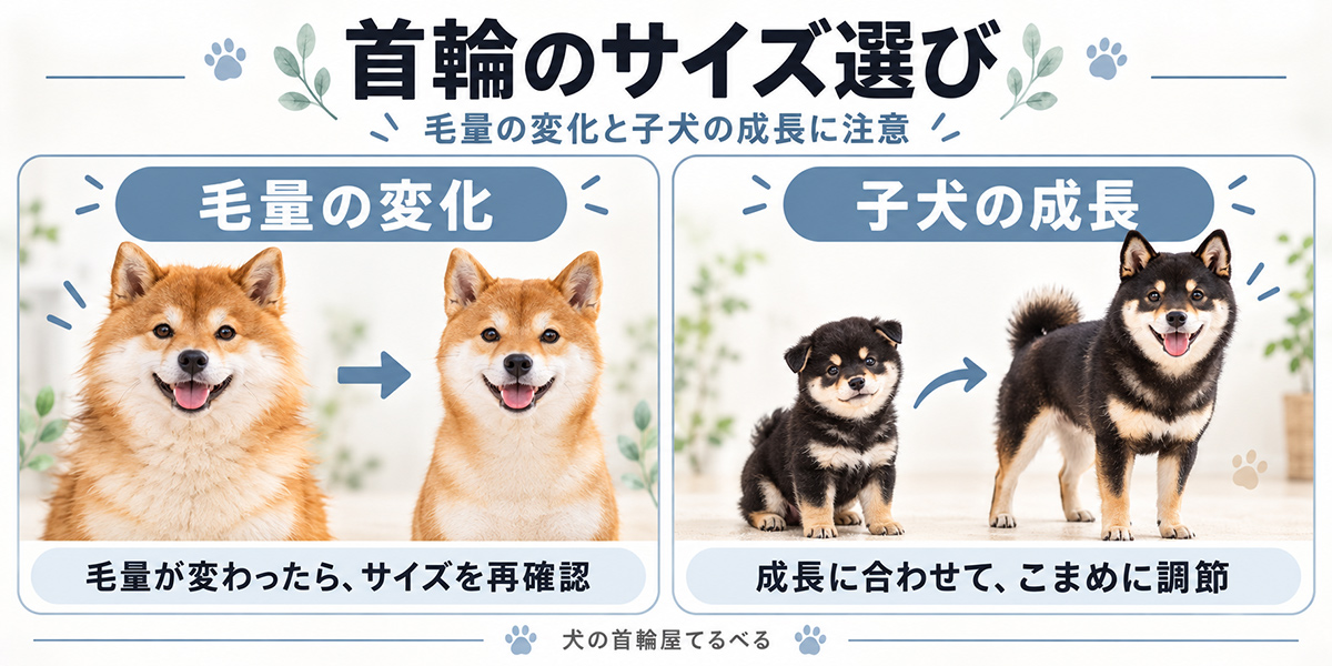 毛量の変化と子犬の成長に合わせた首輪サイズ選びの注意点